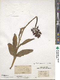 Image of Orchis militaris