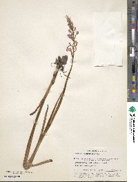 Image of Anacamptis palustris