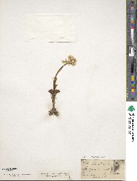 Image of Orchis pauciflora