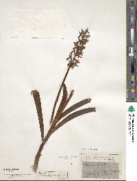 Image of Orchis sambucina