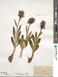 Orchis sambucina image