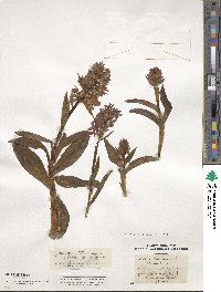 Orchis sambucina image