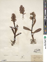 Orchis sambucina image