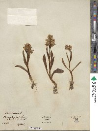 Orchis sambucina image