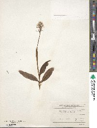 Image of Orchis simia