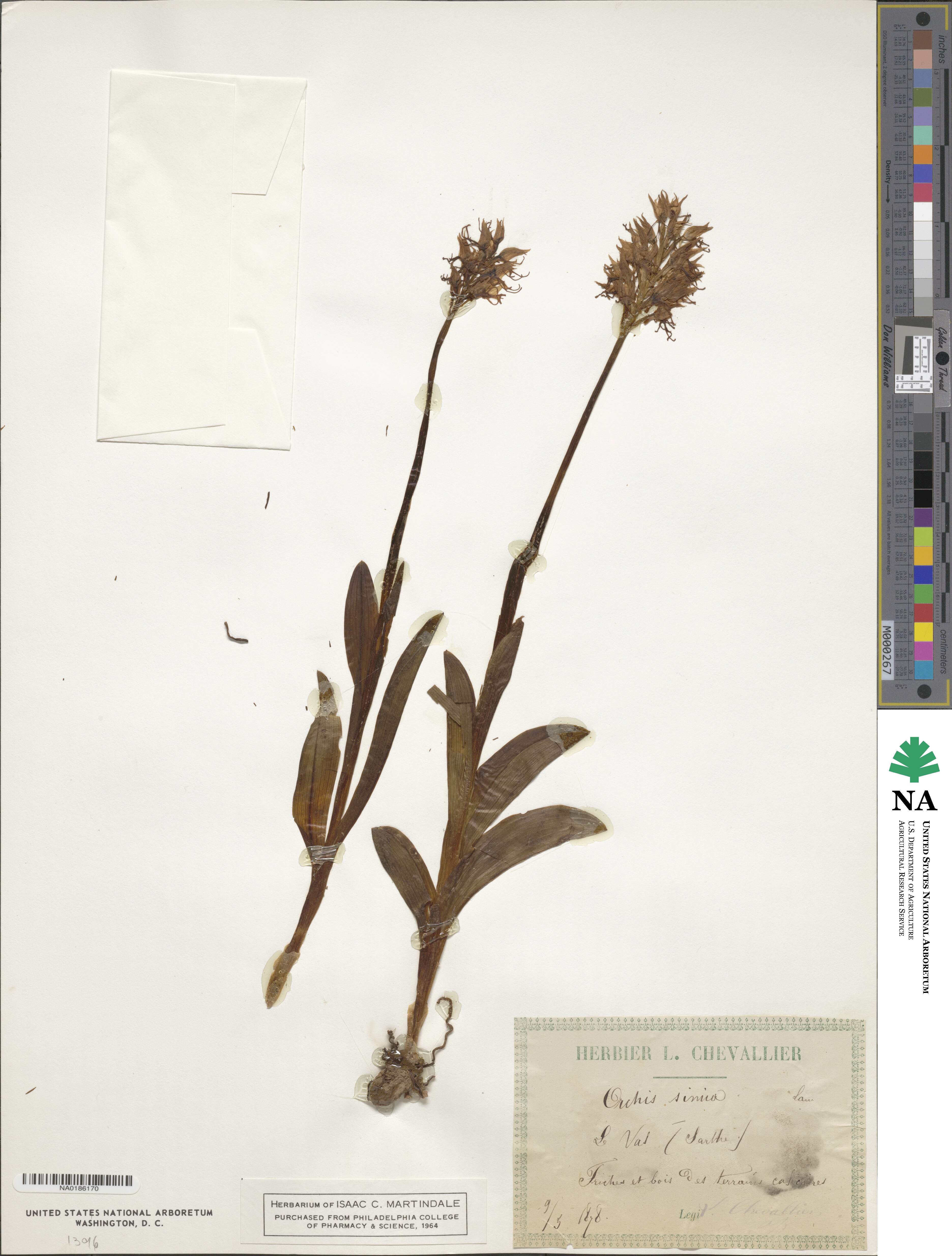 Orchis image