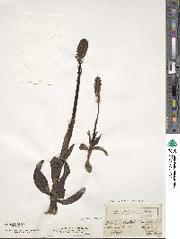 Media resource of Neotinea ustulata