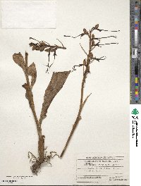 Image of Himantoglossum caprinum