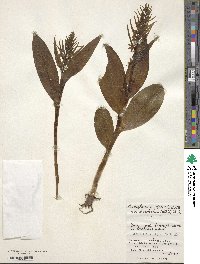 Dactylorhiza viridis var. virescens image