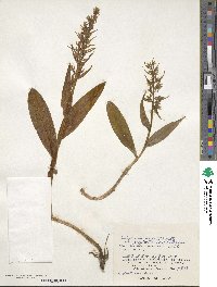 Dactylorhiza viridis var. virescens image