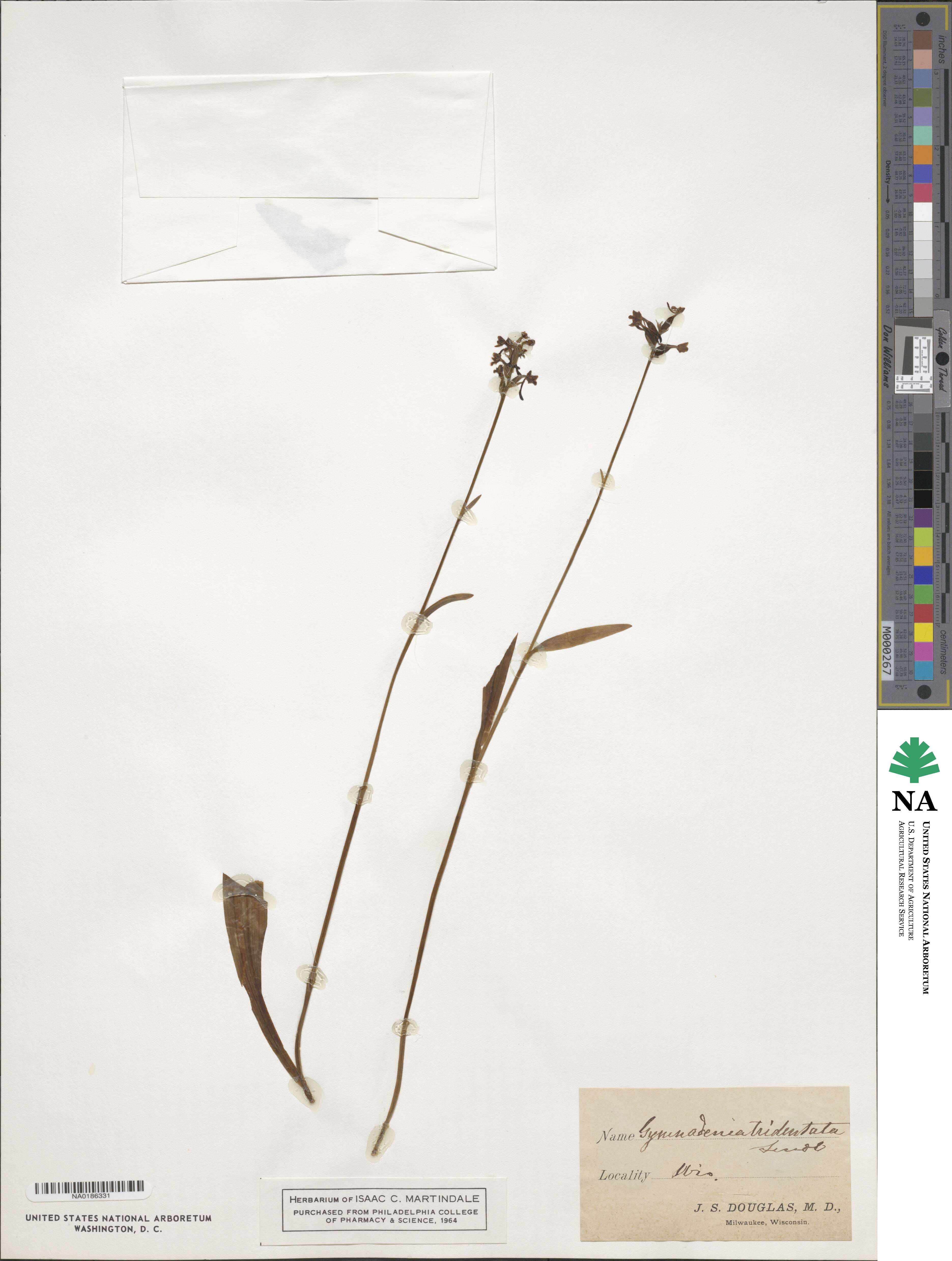 Platanthera clavellata image