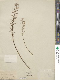 Image of Stenoglottis longifolia