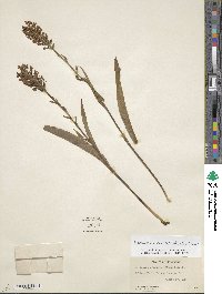 Image of Platanthera cristata