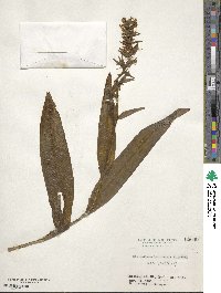 Image of Platanthera boninensis