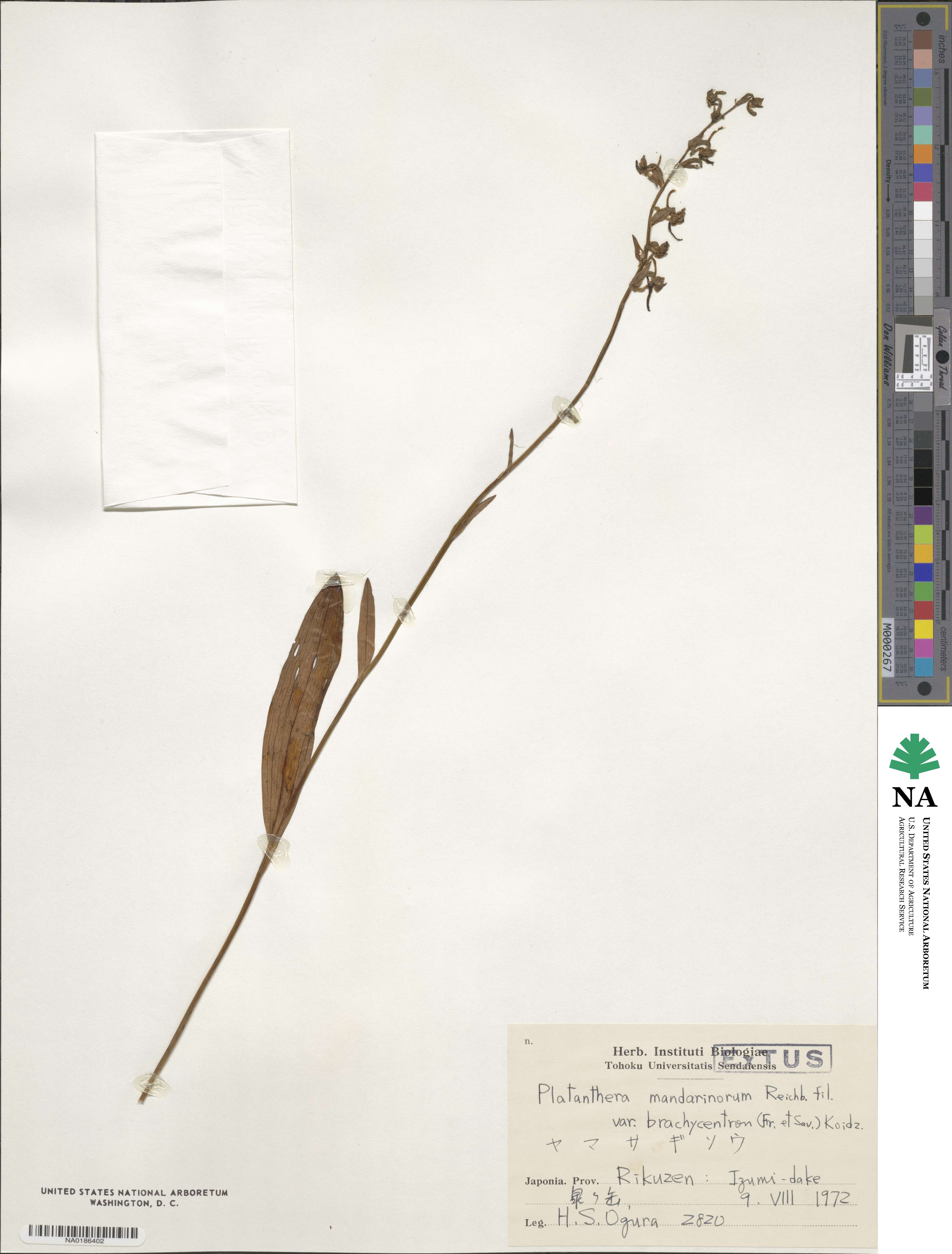 Platanthera oreades image