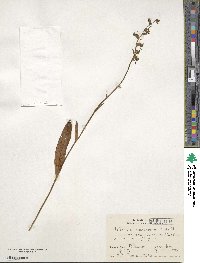 Platanthera oreades image