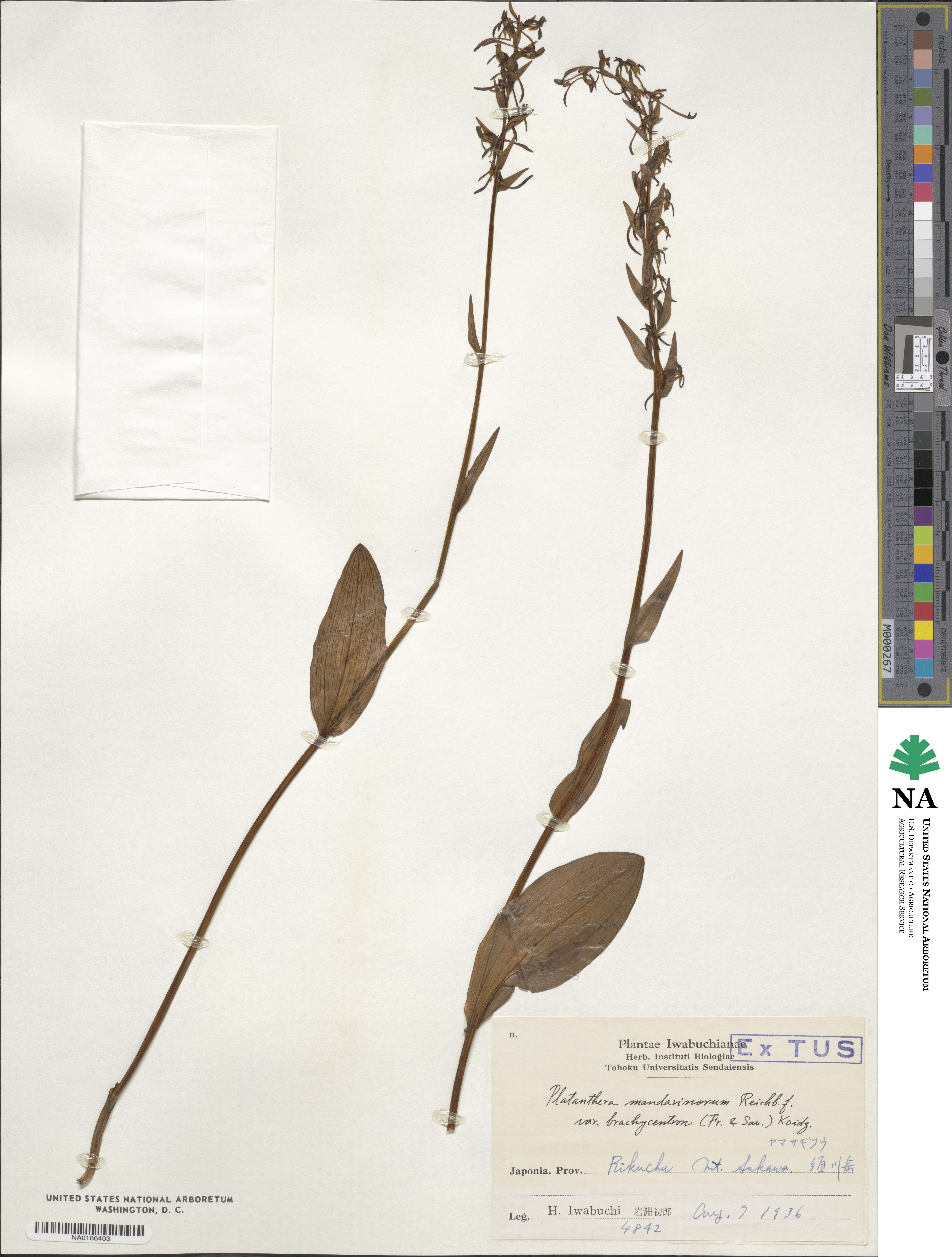 Platanthera oreades image