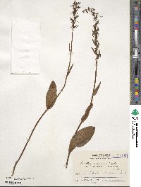 Platanthera oreades image