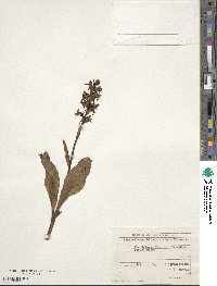 Image of Platanthera chlorantha