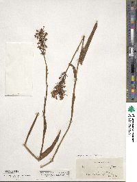 Platanthera blephariglottis image