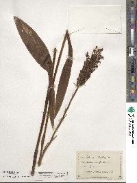 Platanthera blephariglottis var. blephariglottis image