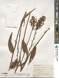 Platanthera blephariglottis image