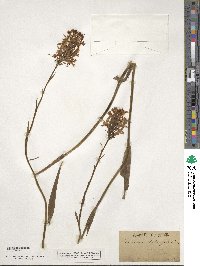 Platanthera blephariglottis var. blephariglottis image