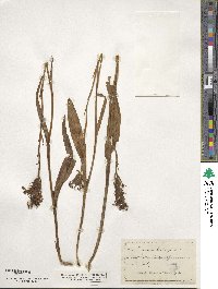 Platanthera blephariglottis var. blephariglottis image