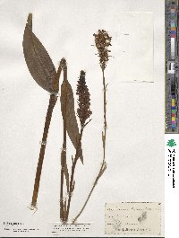 Platanthera blephariglottis image