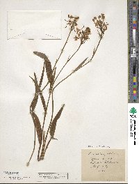 Platanthera blephariglottis var. blephariglottis image