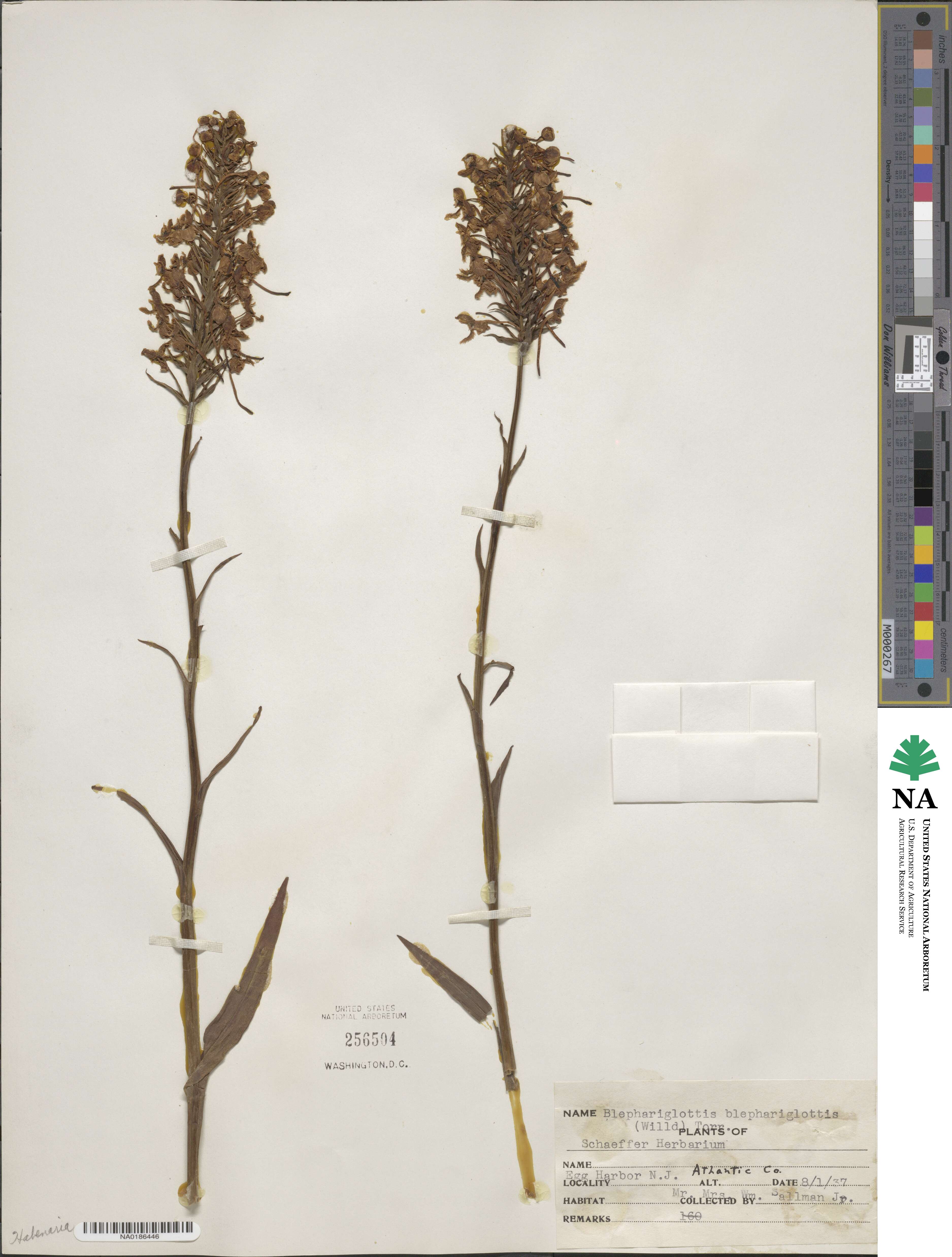 Platanthera blephariglottis var. blephariglottis image