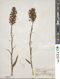 Platanthera blephariglottis var. blephariglottis image