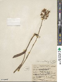 Platanthera blephariglottis image