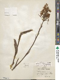 Platanthera blephariglottis image