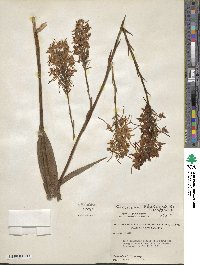 Platanthera blephariglottis var. blephariglottis image