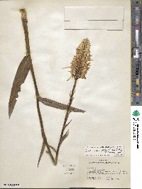 Platanthera blephariglottis image