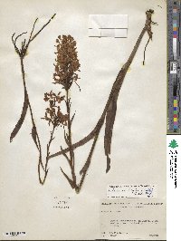 Platanthera blephariglottis var. blephariglottis image