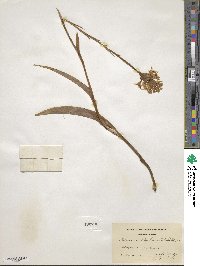 Platanthera blephariglottis var. blephariglottis image