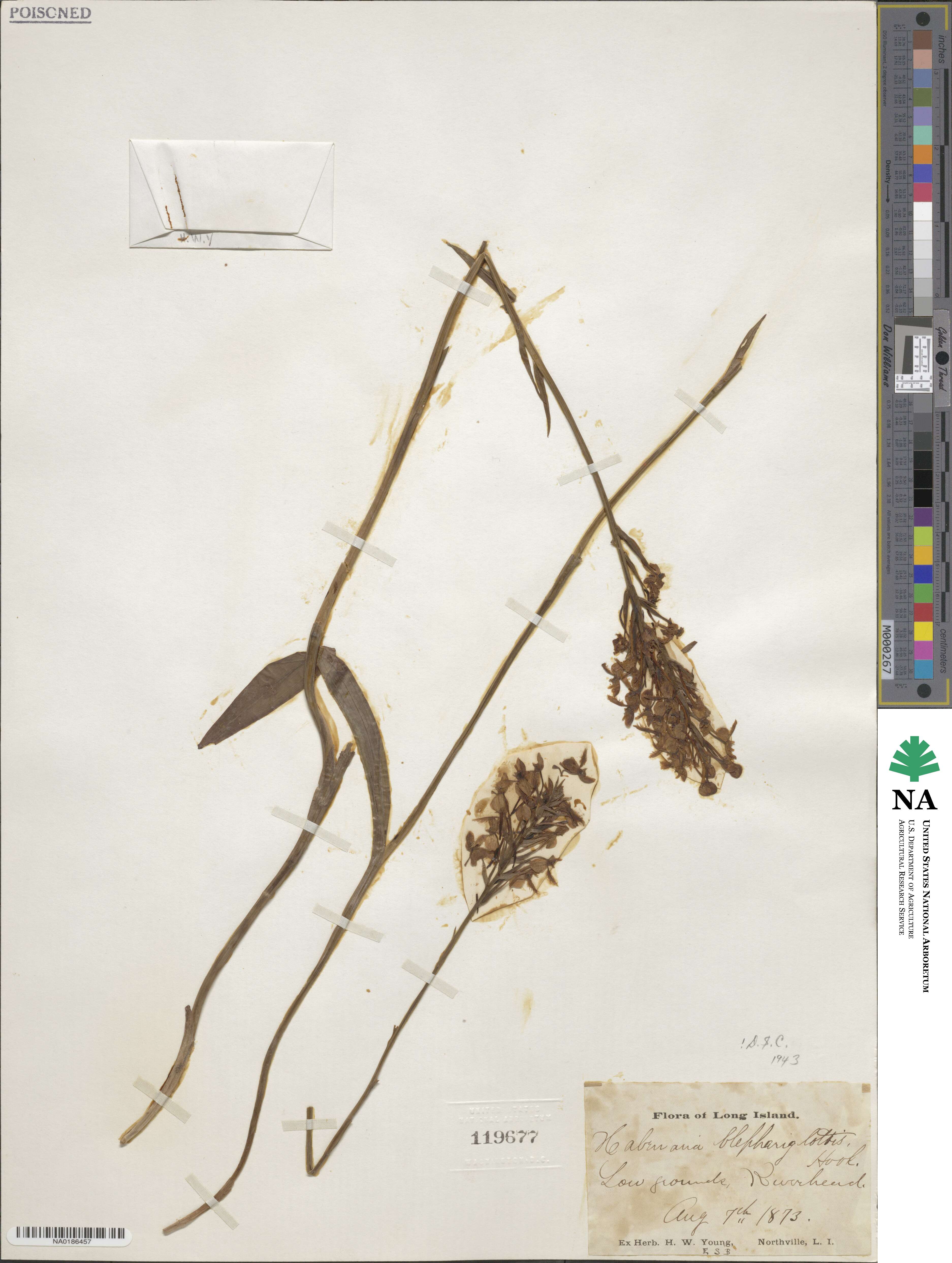 Platanthera blephariglottis var. blephariglottis image