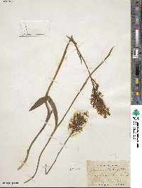 Platanthera blephariglottis var. blephariglottis image