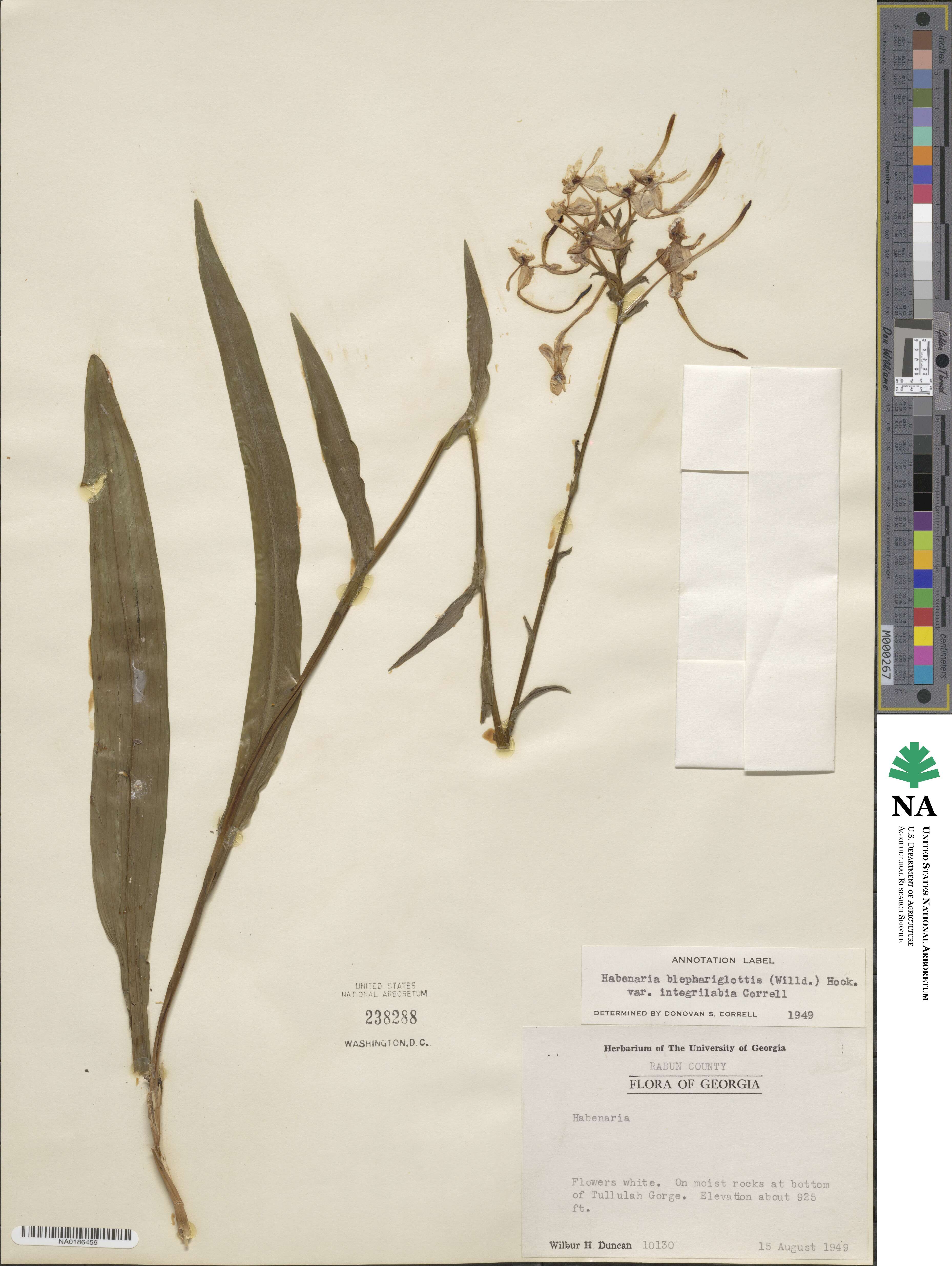 Platanthera integrilabia image