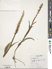 Platanthera dilatata image