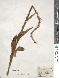 Platanthera dilatata image