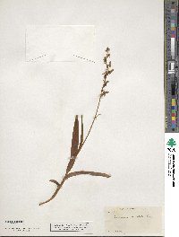 Platanthera dilatata image