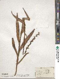 Platanthera dilatata image