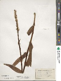 Platanthera dilatata image