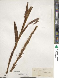 Platanthera dilatata image