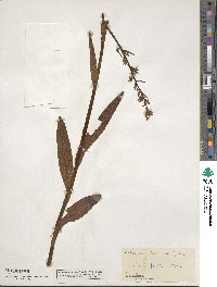 Platanthera dilatata image