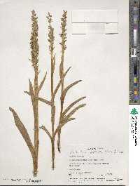 Platanthera dilatata image