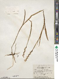 Platanthera dilatata image